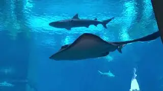 Аквапарк в Atlantis The Royal на Пальме Джумейра Dubai