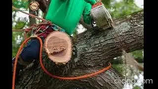 Tree Services Booroomba | Tree Services in Booroomba | Booroomba Tree Services