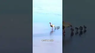 The most faithful bird: the goose,will only have one mate for life #love #story #animals #goose