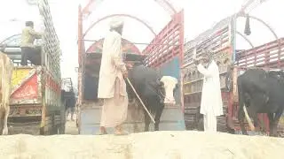 Big buffalo unloading vidoe.best video buffalo 2023