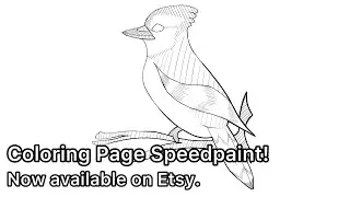Coloring Page Speedpaint! | Blue Jay
