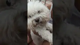 Perros Lindos o Mascotas Hermosas #perritos #perritostiernos #mascotas #viral #perro #art