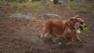 Totally Pooched Huff'n Puff Dog Toy Balls