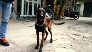 Kilo Malinois 7.5 mont my son (Gueta&Storm)