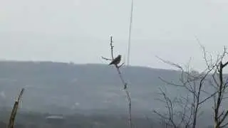 Tree Pipit singing
