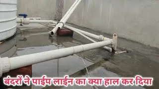 बंदरों ने पाईप लाईन का क्या हाल कर दिया 😅 || #monkey #बंदर  #familyvlog #dailyvlog