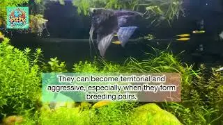 Angel Fish Cichlids in a Stunning Planted Aquarium | Care, Setup & Tips #cichlid #angelfish