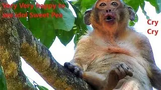 Congratulation, See idol Sweet Pea On the high Tree, Sweet Pea cry miss mom now out group alone,,