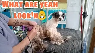Shaving A Most Well Behaved Matted Dog Grooming