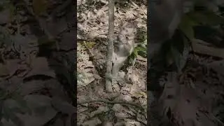 Young pigtail monkey like getting on tree