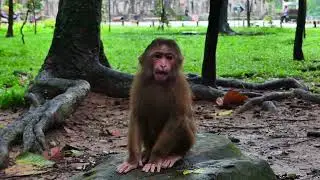 lifestyle of abandoned stumptail to live with Sovanna Team in wild