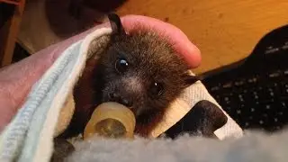 Transporting 14 Grey-Headed Flying-Fox pups.