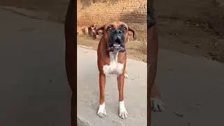 angry dog sound #shorts #dog #boxer #viral #boxer