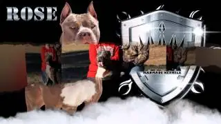 Manmade Kennels 