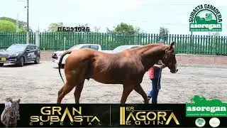 EXHIBICION: MORGAN CUARTO DE MILLA PURO