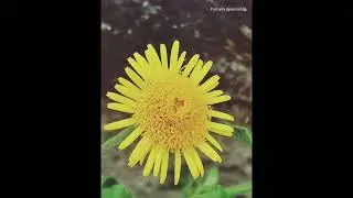 Pulicaria dysenterica ή &Pi;&omicron;&upsilon;&lambda;&iota;&kappa;ά&rho;&iota;&alpha; &eta; &delta;&upsilon;&sigma;&epsilon;&nu;&tau;&epsilon;&rho;&iota;&kappa;ή (&Psi;&upsilon;&lambda;&lambda;ό&chi;&omicron;&rho;&tau;&omicron;, &Kappa;ό&nu;&upsilon;&zeta;&alpha;)