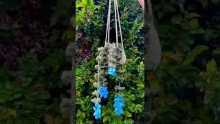 𝓞𝓤𝓡 𝓑𝓡𝓐𝓝𝓓 𝓝𝓔𝓦 𝓕𝓛𝓞𝓦𝓔𝓡 𝓥𝓘𝓝𝓔𝓢🌿