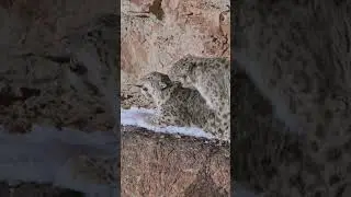 ❄️ Snow Leopard 🐾 Private Moments in the Wild