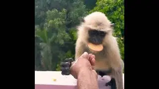 langoor eating biscuit :#shorts#youtube