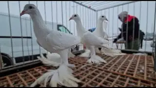 TARG gołębie pigeons JEDLIŃSK Andrzej W. 25.01.2026 cz.3/3💥Gołębie jasne i wyszwance Andrzeja Radom