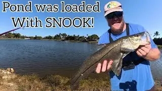 THIS POND WAS LOADED WITH ..... SNOOK!!!! MULTIPLE HOOK UPS!! #outdoors #fishing #snook #florida 