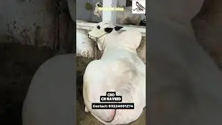 AL-HARAM livestock farm Halal business Halal income #Alharam #joinus