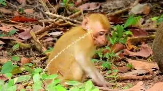 The baby Elpida she player and all freand in group, monkey Elpida smart and agile