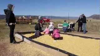 Corn box