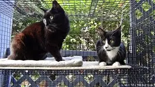 The Cat Days Of Our Lives - Episode 10
