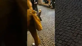 Ob es jede Hundes Sache ist am Nacken und Bauch gekrault zu werden? Warten an der Leine. Hundeleben