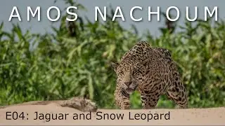 Amos Nachoum - Jaguar and Snow Leopard - Live from Lockdown