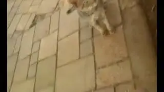 two cats eating chips