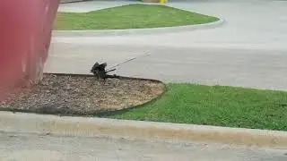 Great-Tailed Grackle Chick Wanting Food