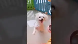 Ultimate Dog Tease 🐶