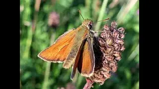 Small Skipper Butterfly