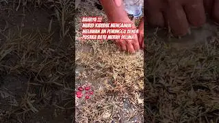 Bahaya !!! Murid Kibudik mengamuk melawan jinn Penunggu benda Pusaka Batu Merah Delima