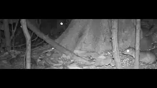 COBRA MORTAL NA CEVA DE PACA