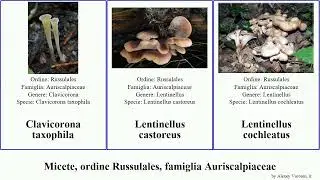 Micete, ordine Russulales, famiglia Auriscalpiaceae lentinellus fungus Clavicorona piperatus Pad