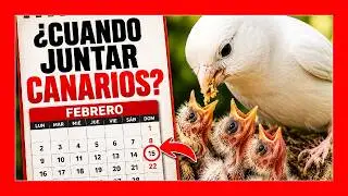 Когда собирать канареек, чтобы поднять 🐣 Как разводить канареек
