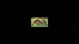 Western Grey Kangaroo Sounds