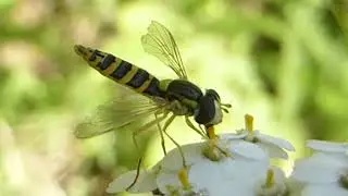 Long Hoverfly - Sphaerophoria scripta - Randaflugur - Sveifflugur - &Iacute;langar flugur - Sveifa