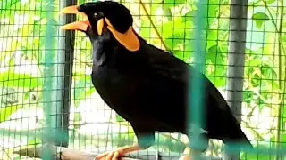 Penampakan Beo, Burung Legendaris di Negeri Smong #tv #smong #islands #beo #birds #punah #burung