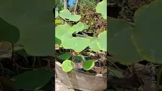 Cara Menanam Lotus Simpel dari Bijih