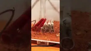 Nico&rsquo;s update, what an explosion over the months💥 #ants #antkeeping #antroom #queenant #fyp #viral