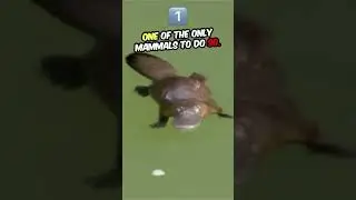 Discover the Platypus Nature's Oddity!!