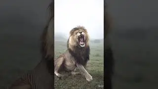 #animals #tigerspotted #angrytiger $#liontiger #lionking