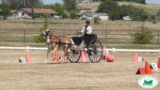Northern California Driving Club CDE 2019 - Sarah Aparicio (Cones)