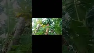 SUROY SUROY SA MGA TANOM SA PALIBOT VLOG#2