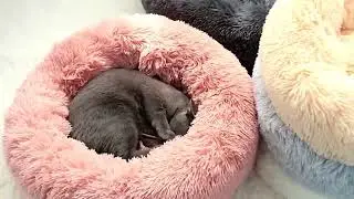 Fluffy Calming Dog Bed Long Plush Donut Pet Bed Hondenmand Round