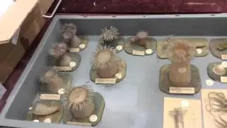 Blaschka Glass Models at Guernsey Museums